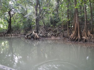 Gnarled tree roots on the jungle / mangrove / swampy riverside