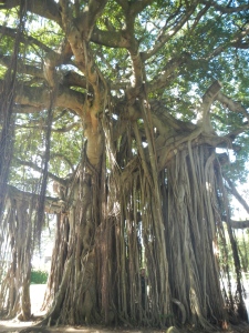 An immense tree in the Roseau botanical garden