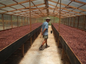 Cocoa drying in a greenhouse. You can't tell from the photo, but it was suffocatingly hot in there.